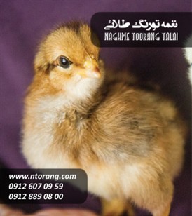 جوجه گوشتی ایندین رز طلایی